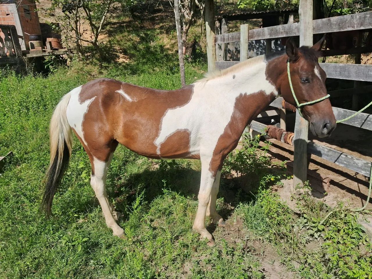 Potro Paint Horse - 6 ano - Foto 3