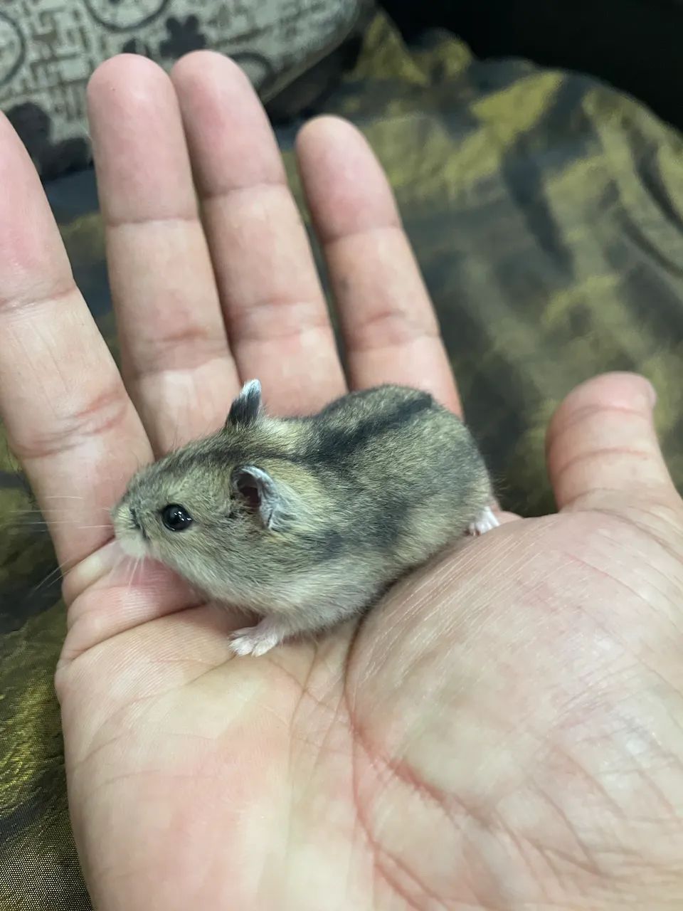 Hamster pups64313863817219124