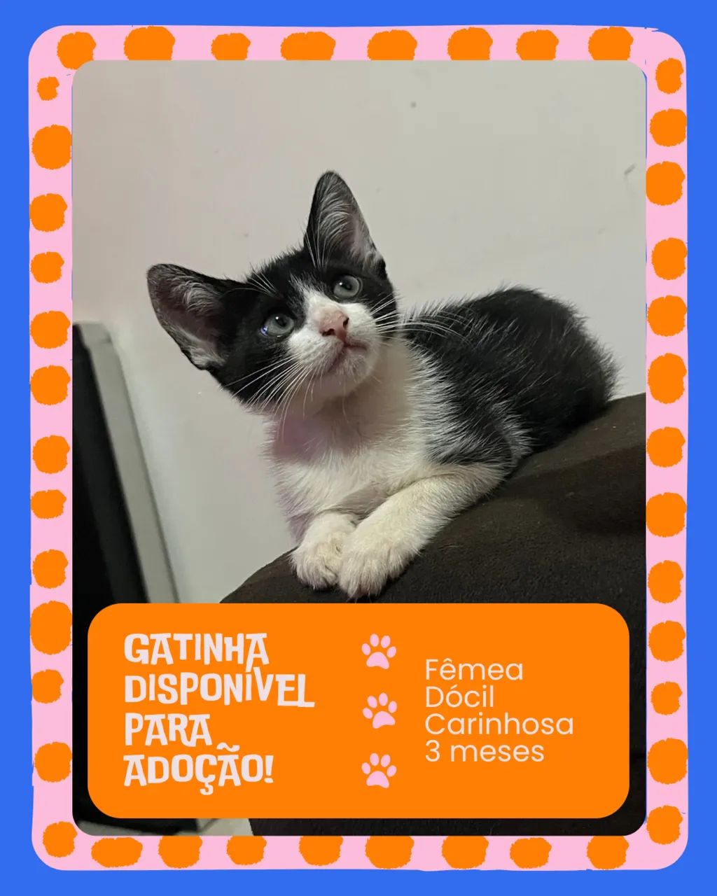? Adoção responsável de gatinhos procurando um lar amoroso