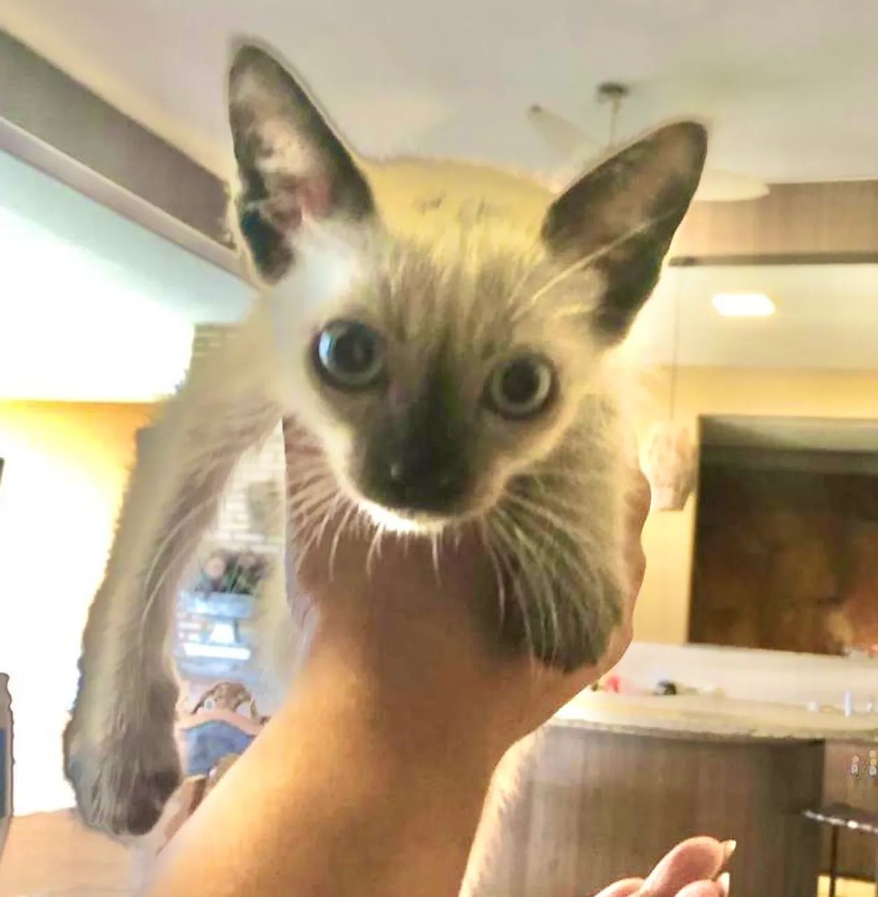 Adote um gatinho