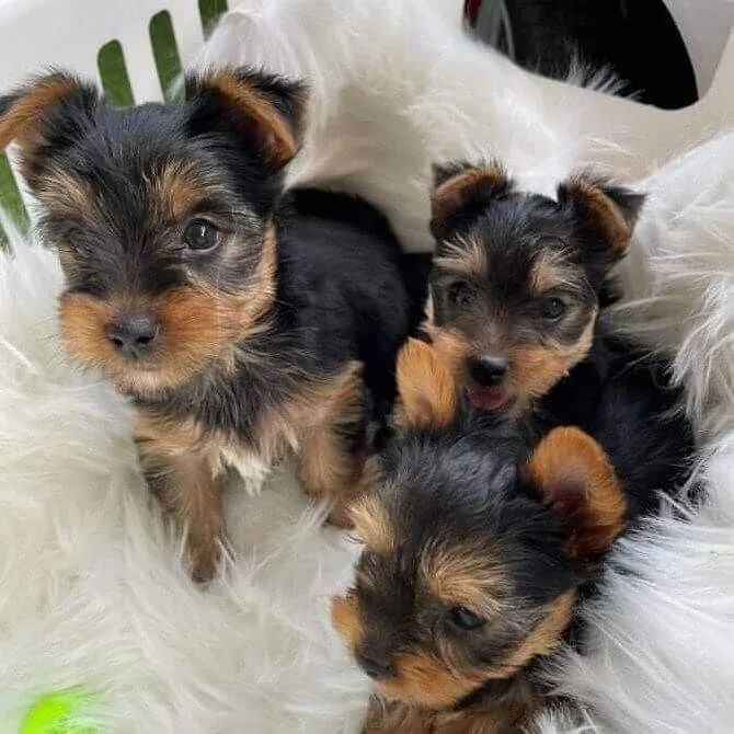 Yorkshire Terrier - Machos E Fêmeas A Pronta Entrega