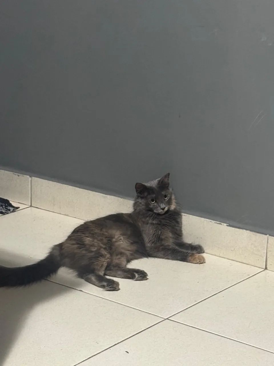 Doação conjunta de gatos 