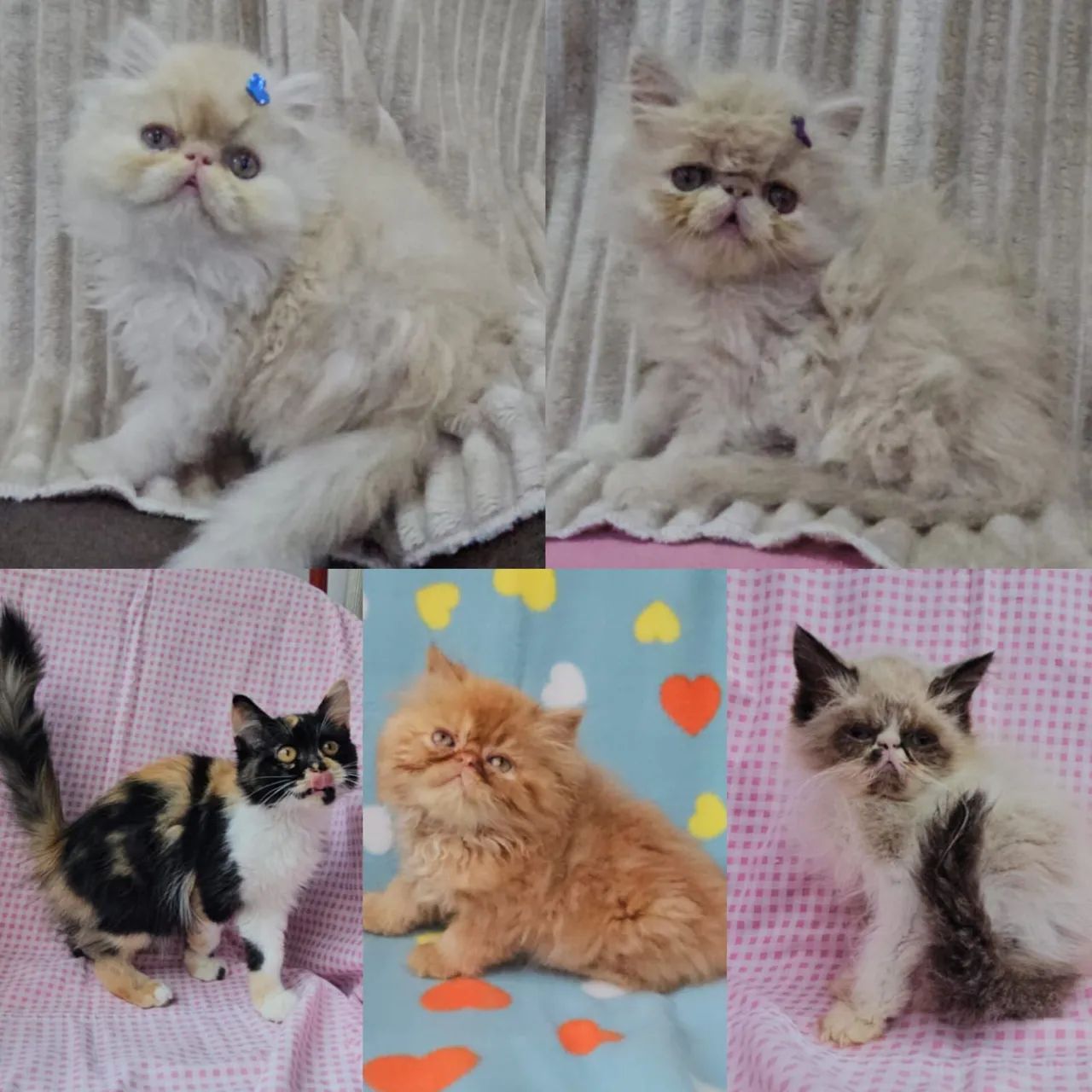 Persas, Exóticos e Himalaios Filhotes - Gatil BSB Cat