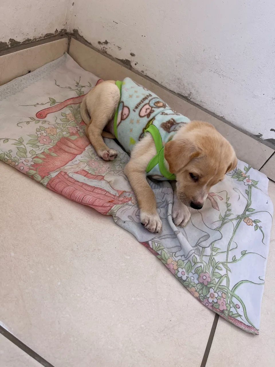 Cachorrinho para Adoção  - Foto 2