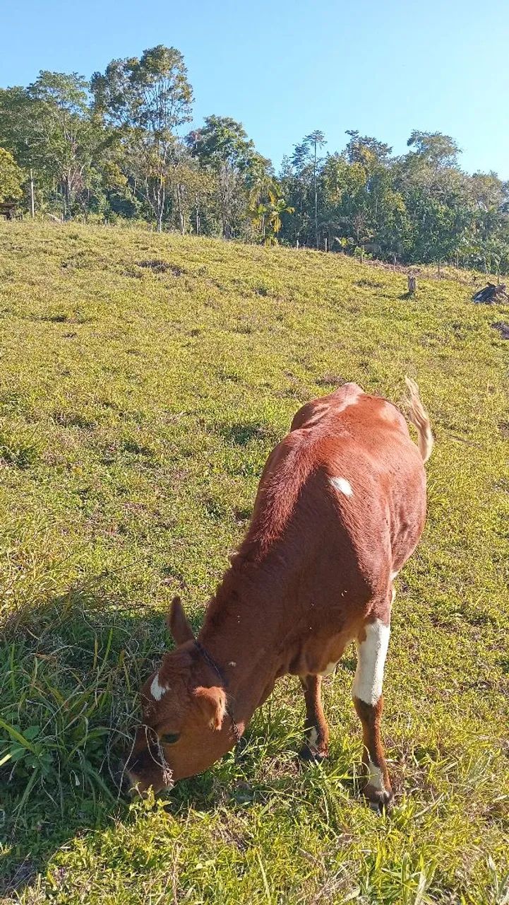 Novilha - Foto 4