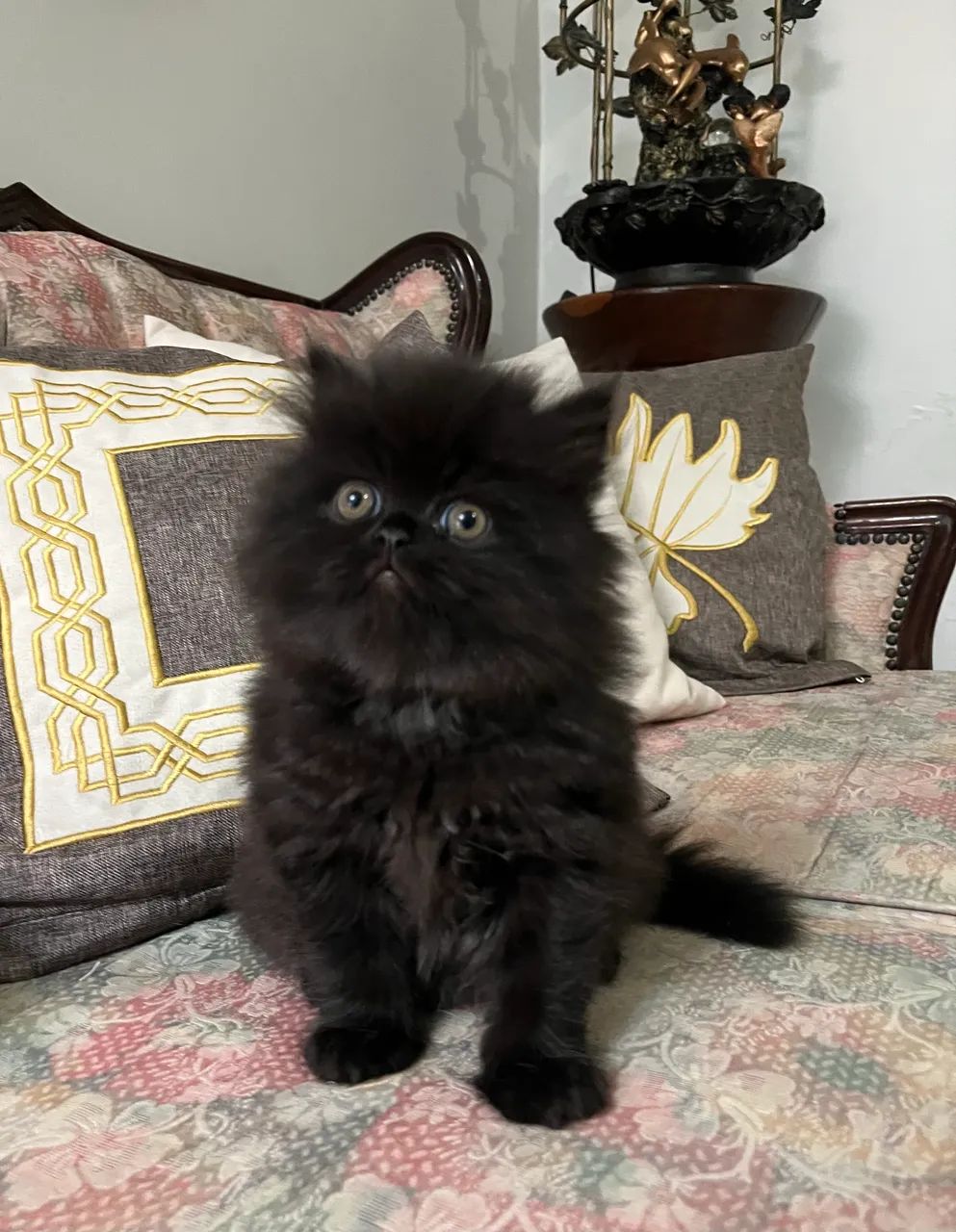 Gatinhos Persas - Foto 4