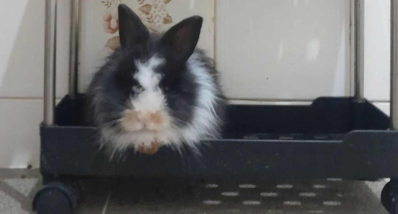 Filhote de Lion Head