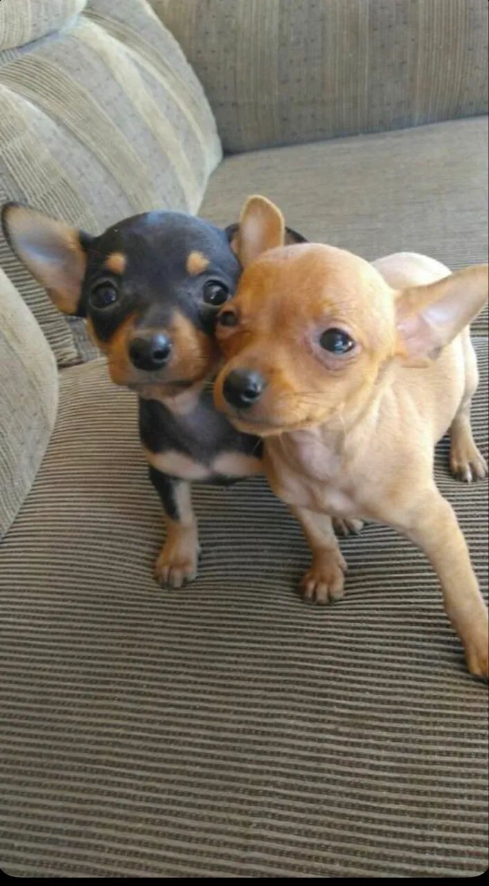 Pinscher