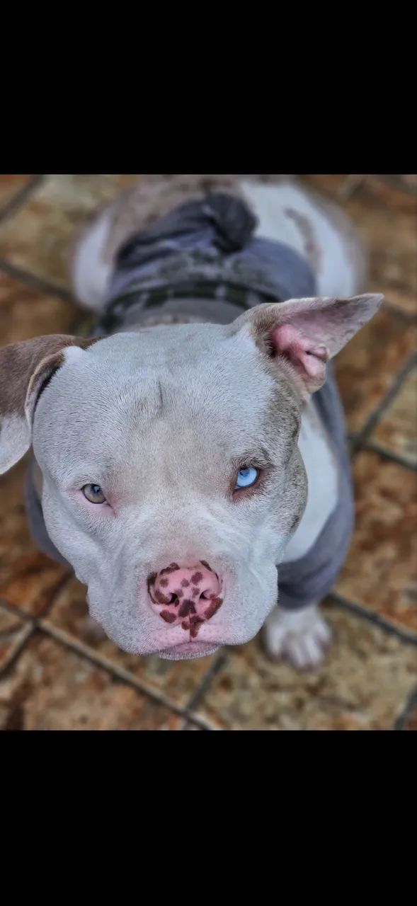 American Bully Exotic Bully - Foto 3