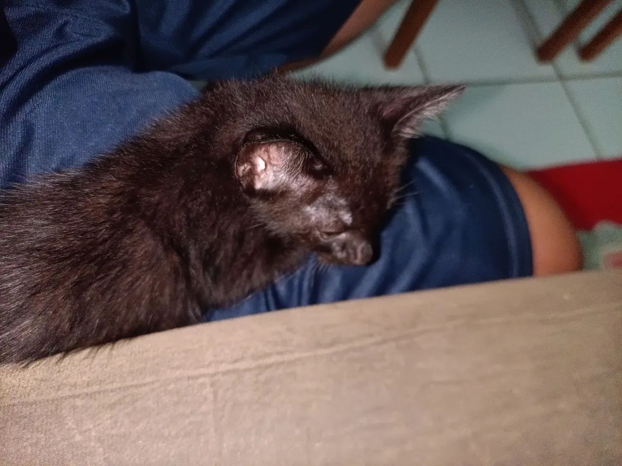 Doação de gato  - Foto 2