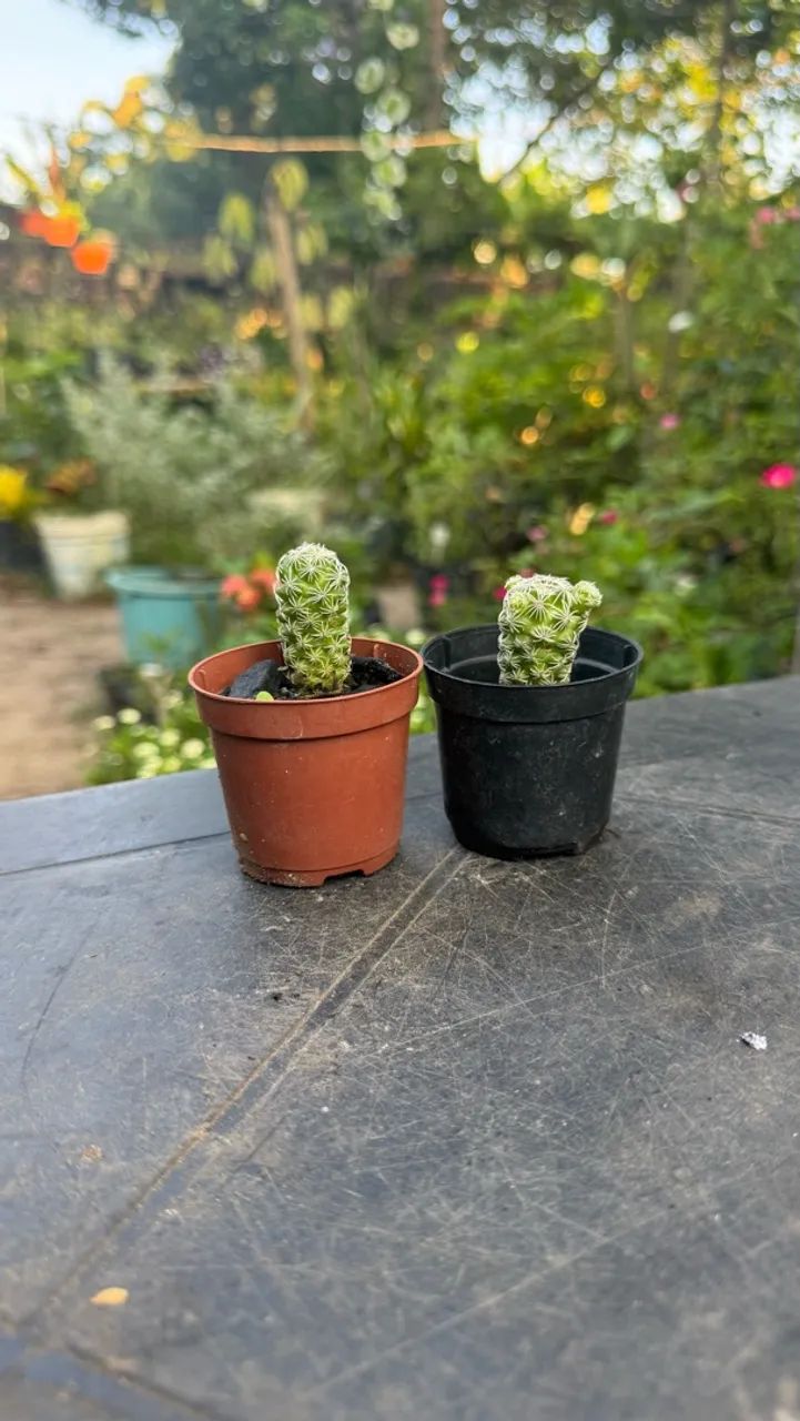 Plantas - Foto 5