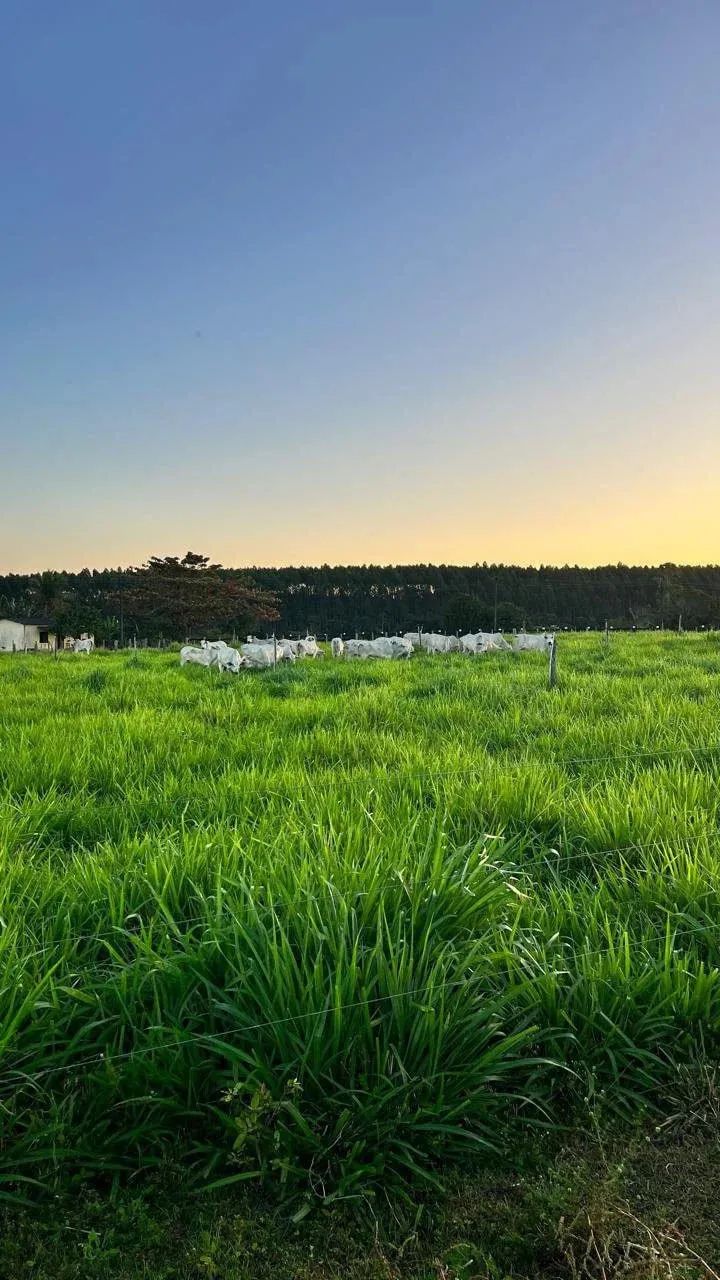 Fazenda em Caraiva - Foto 3