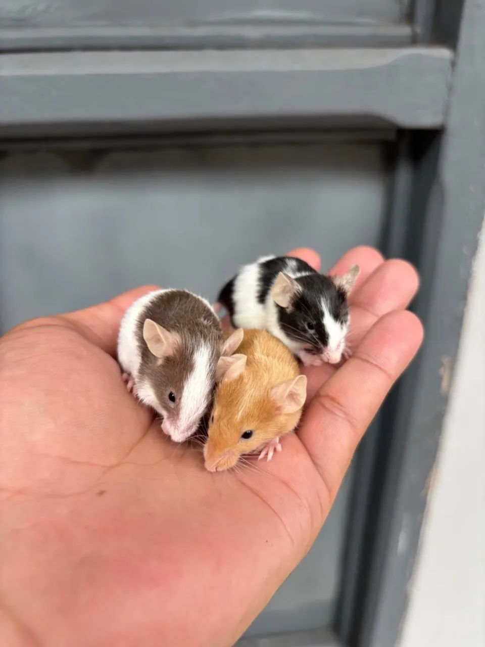 Filhotes de topolinos, ótimos pets - Foto 3