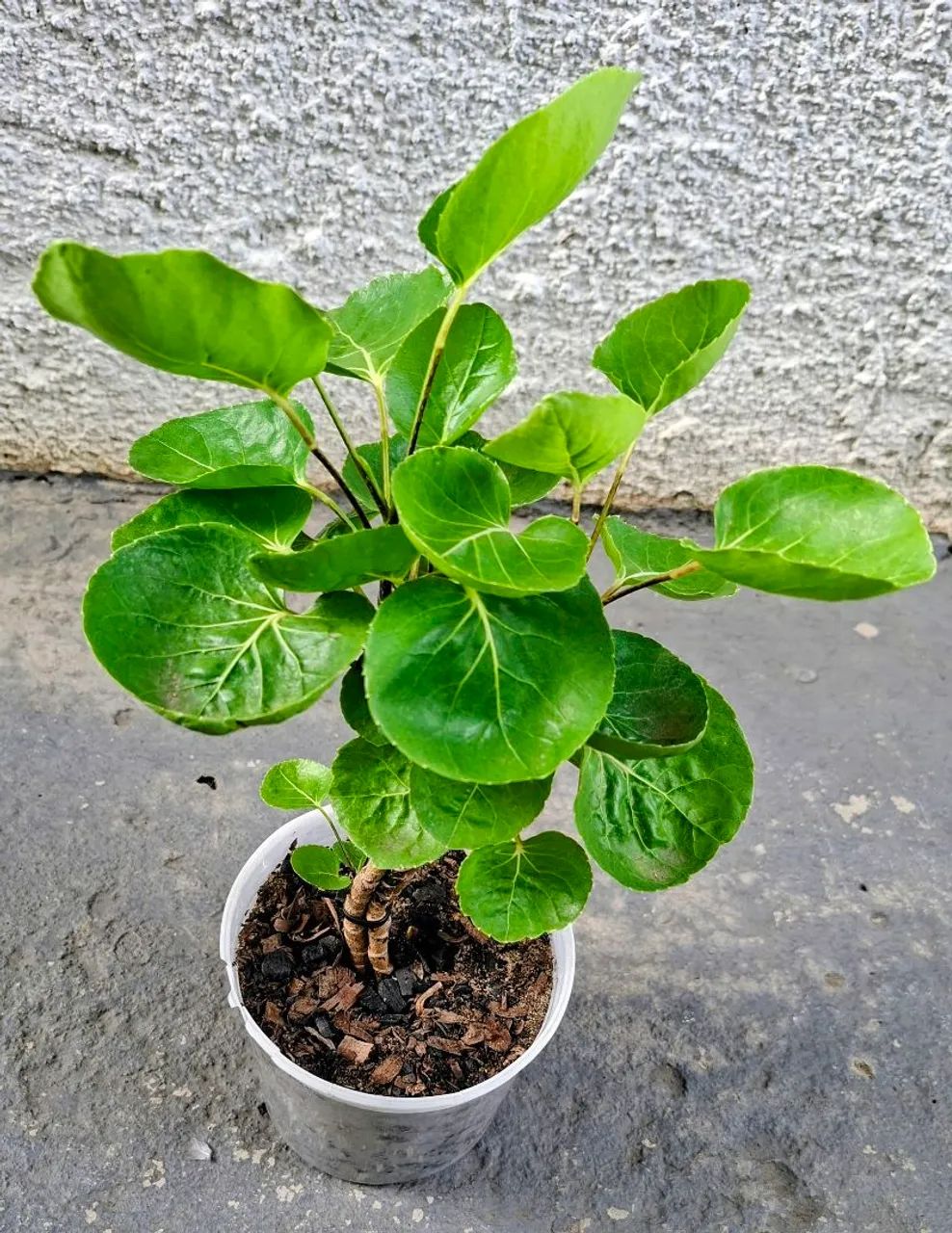 Vendo  - Foto 3