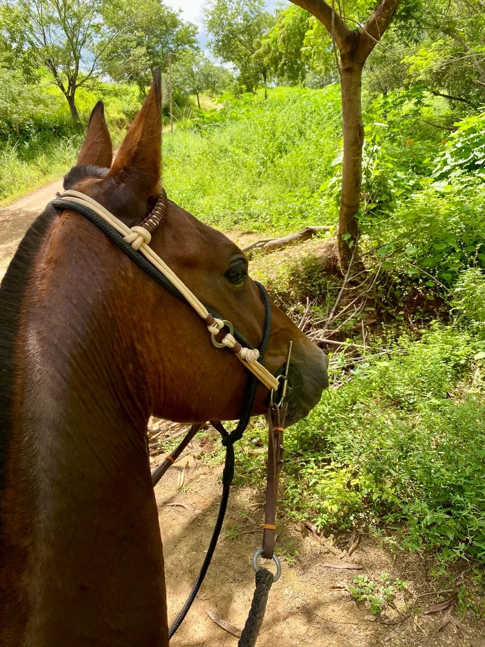 Vendo égua mangalarga  - Foto 4