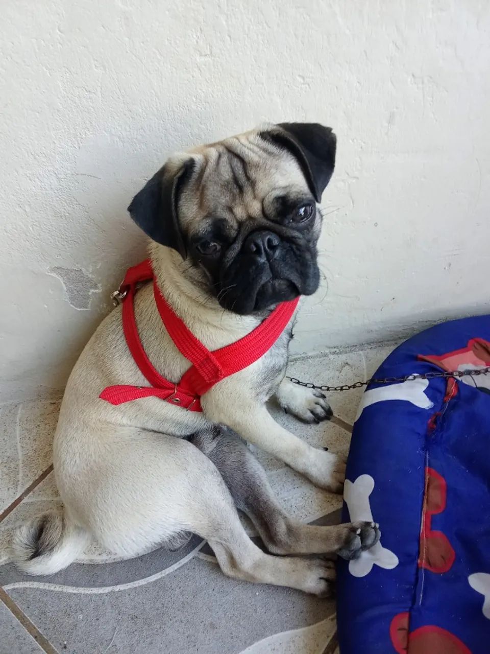 Vendo cachorro Pug  - Foto 4