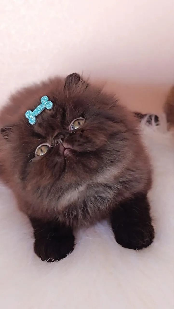 Persa macho - Foto 3