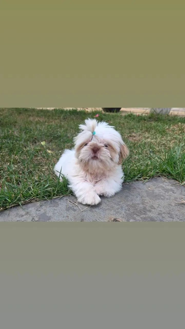 Shih tzu mini macho branco - Foto 3