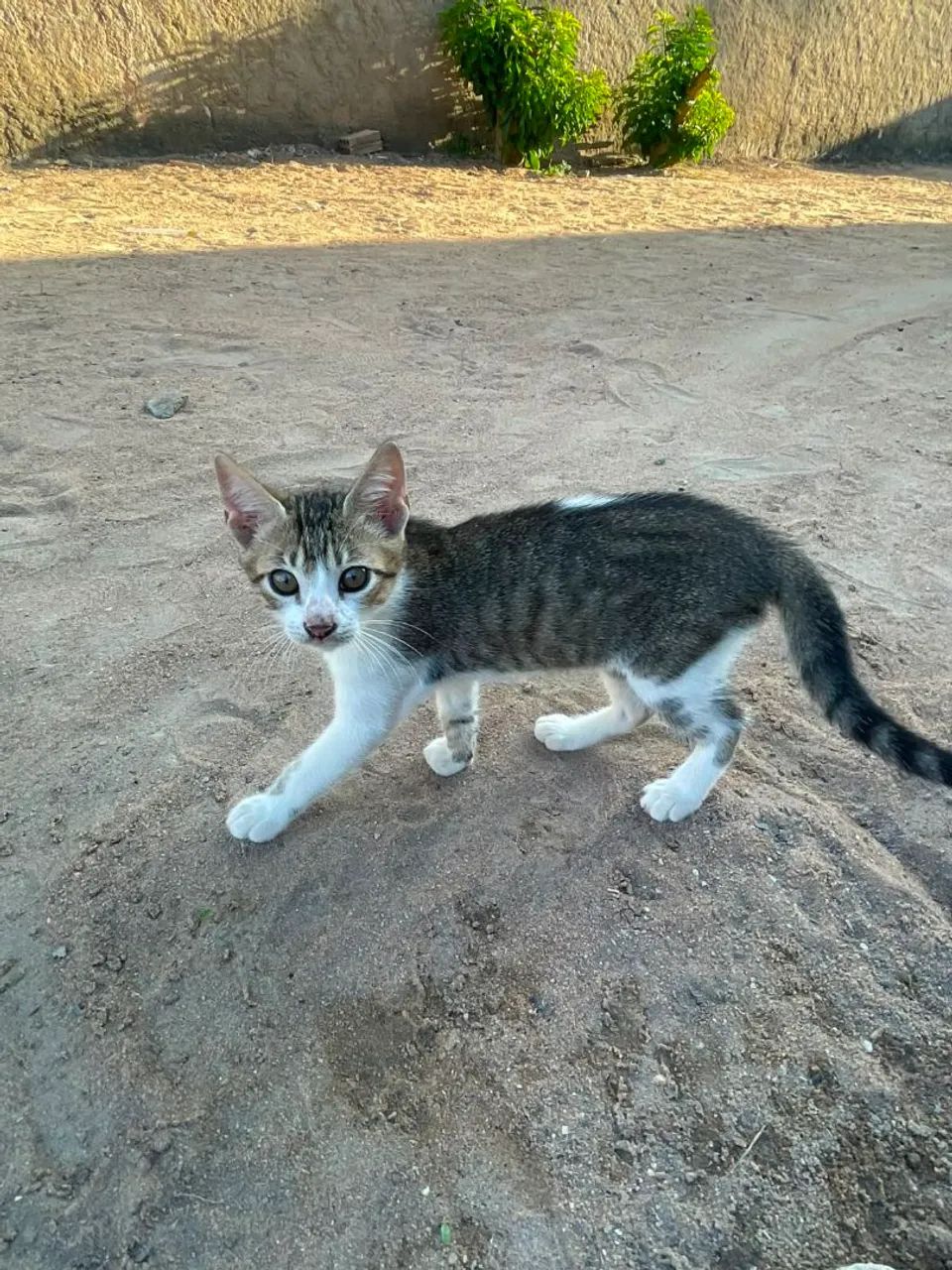 Doação de gatinho - Foto 2