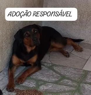 Adoção responsável 