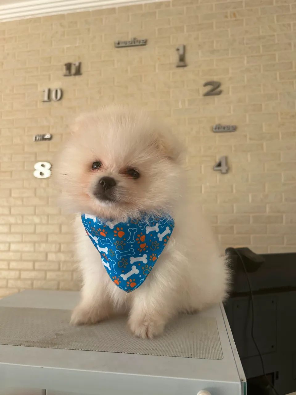 Filhotes de Lulu spitz alemão 