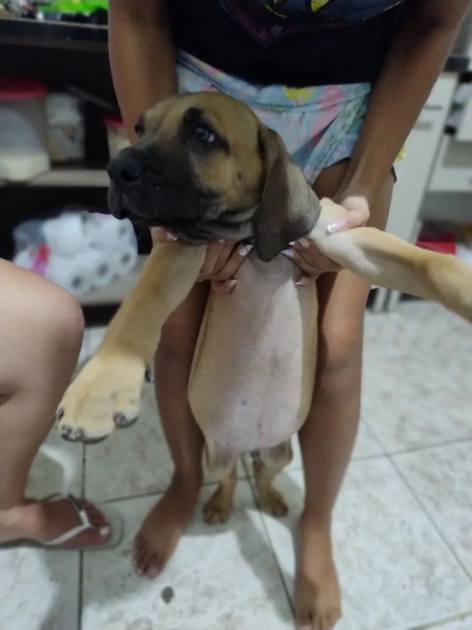 Fila brasileiro  - Foto 3