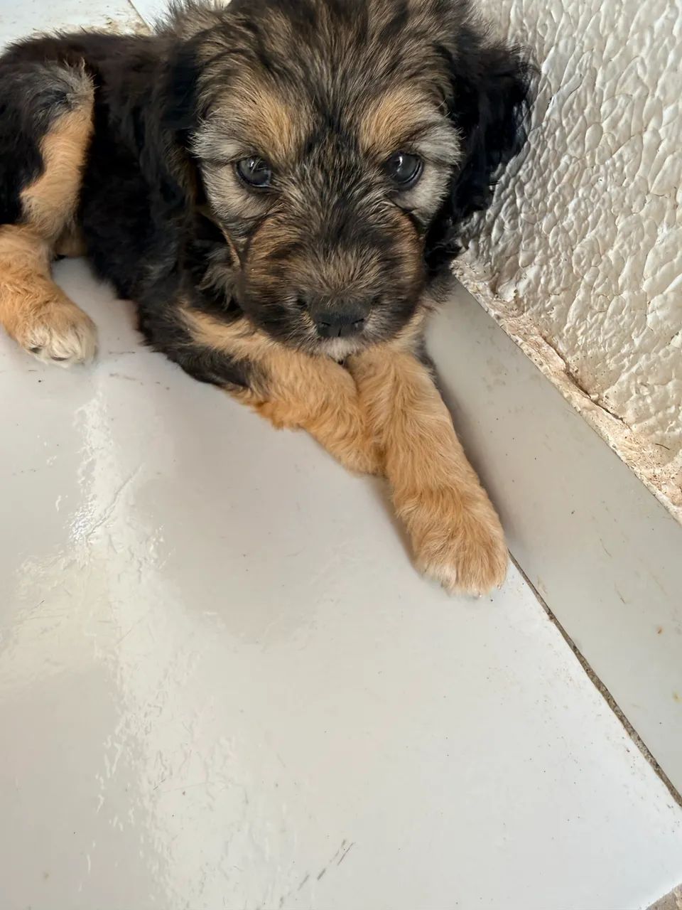 Vendo cachorros poodle com maltês  - Foto 5