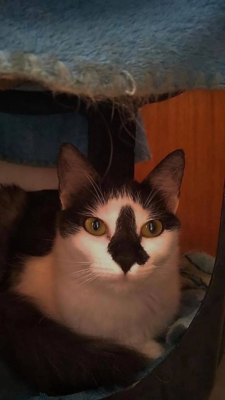 Procura-se um lar para meus gatos  - Foto 5