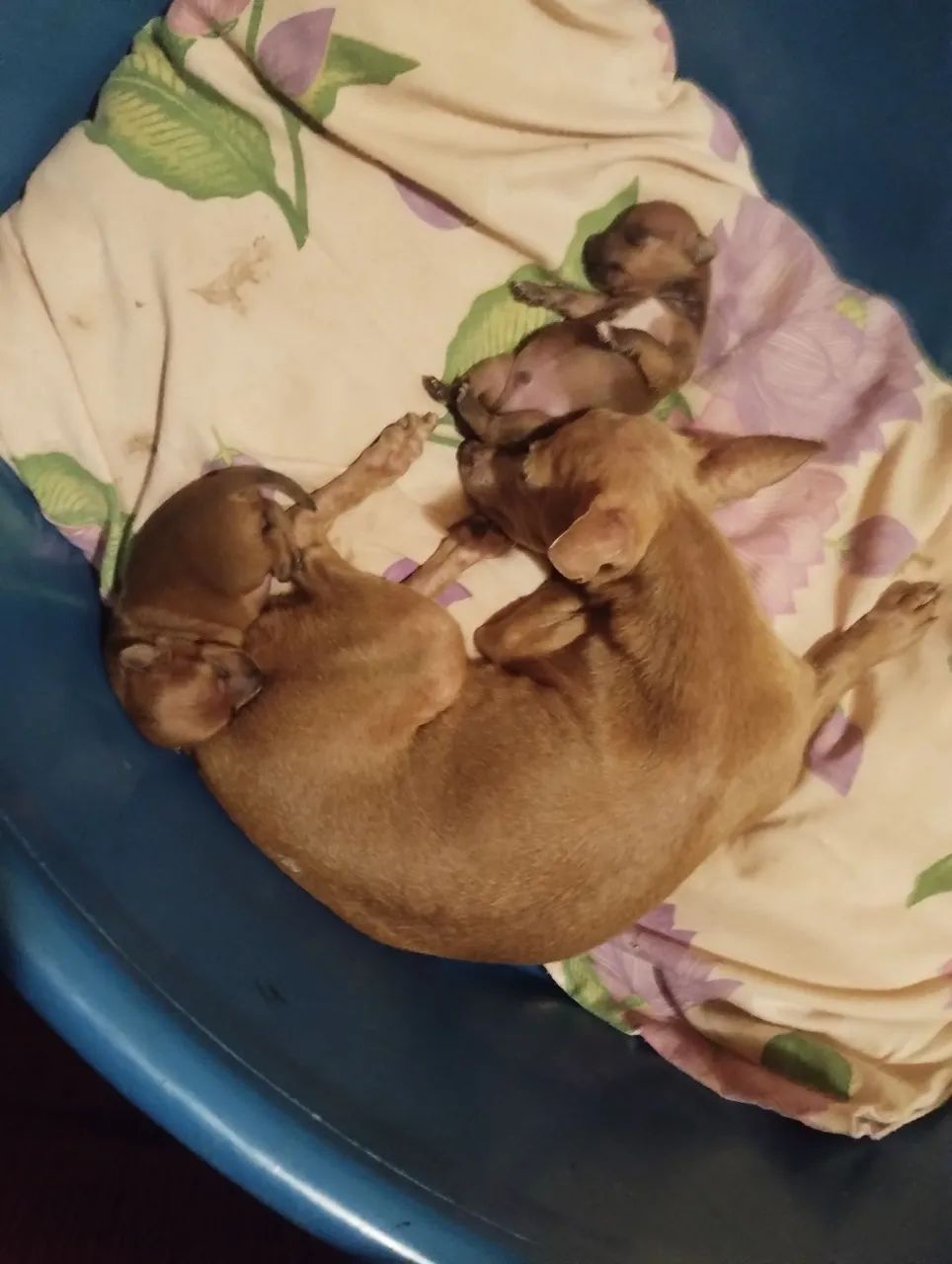 VENDE-SE PINSCHER N°1