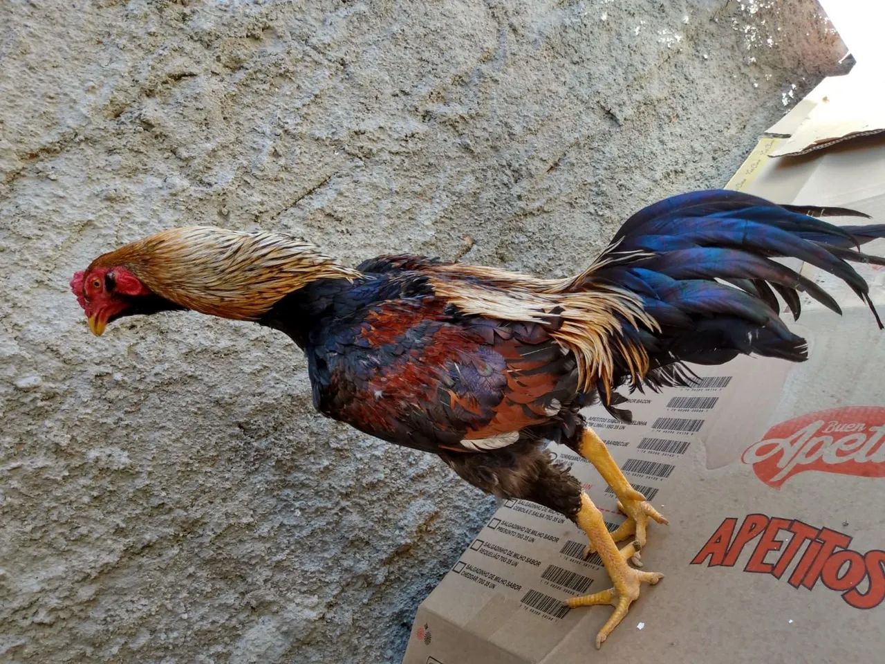 Galos 