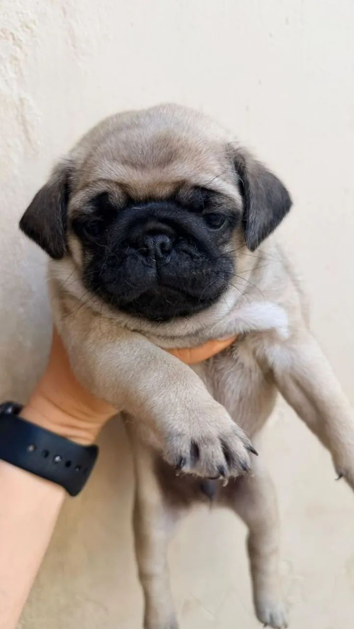 Filhotes pug macho  - Foto 2