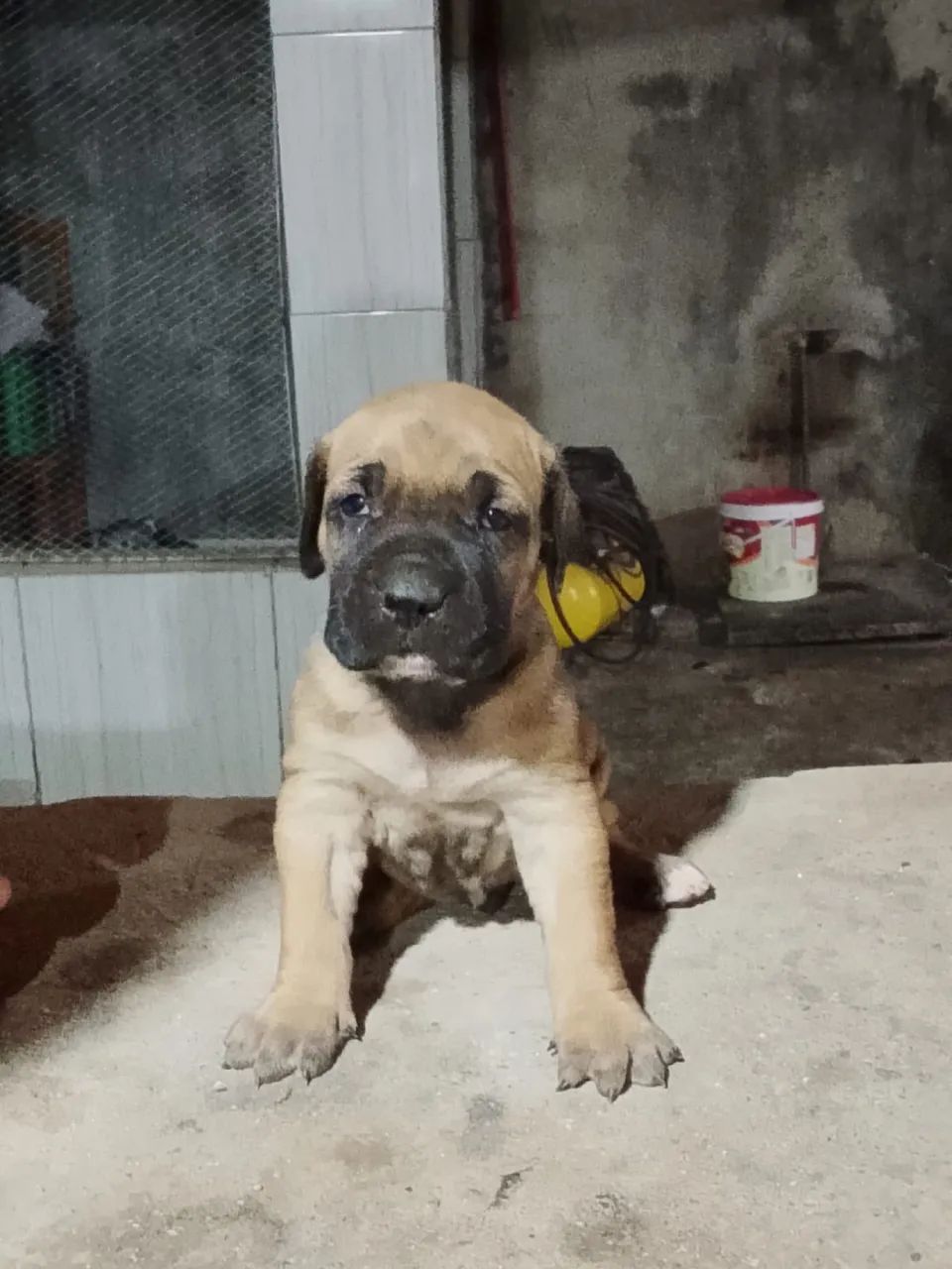 Fila brasileiro 