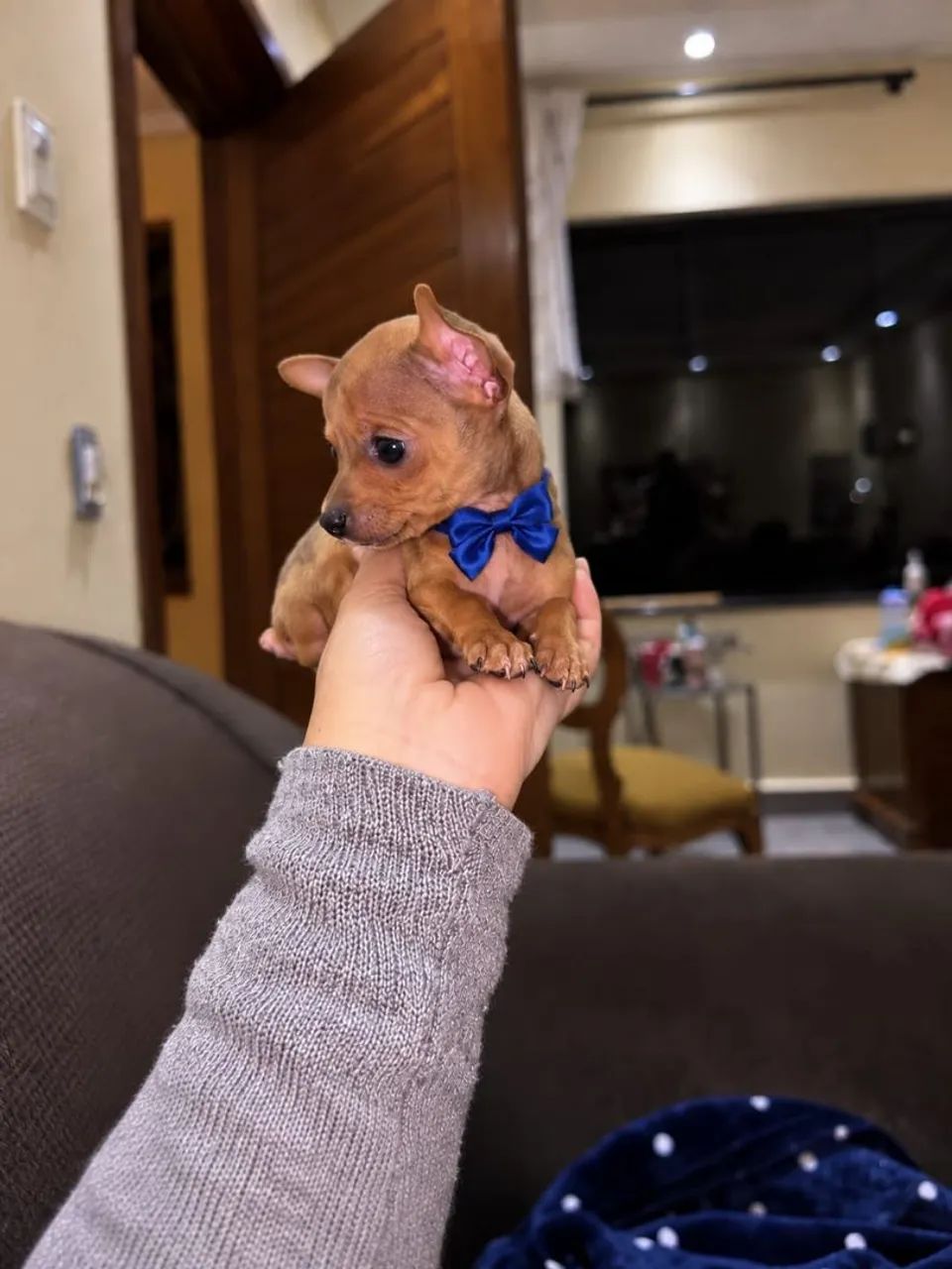 Pinscher mini macho e fêmea  - Foto 4