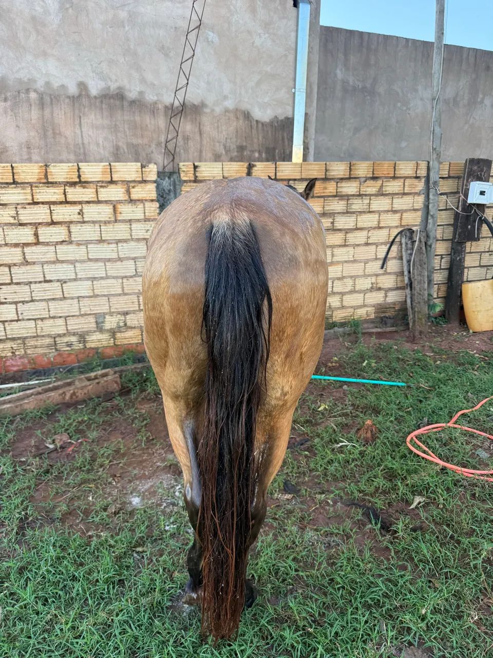 Égua QM - Foto 2
