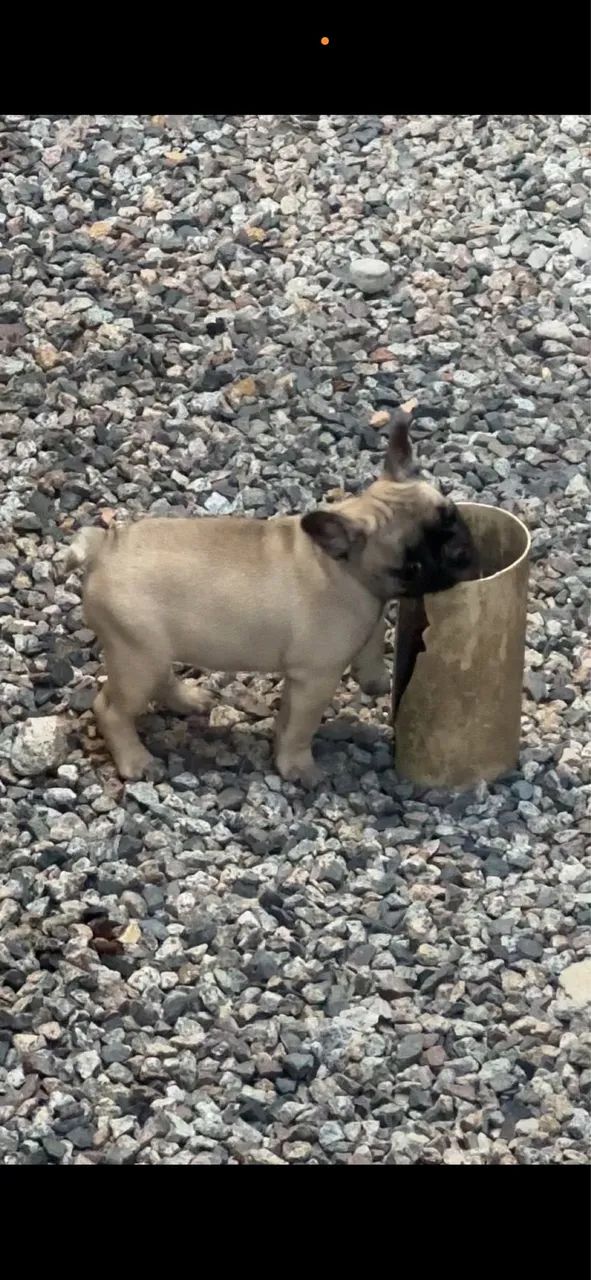 Fêmea buldogue  - Foto 2