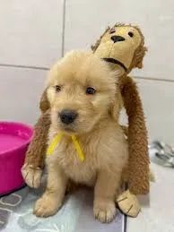 Golden Gentileza define esse olhar.