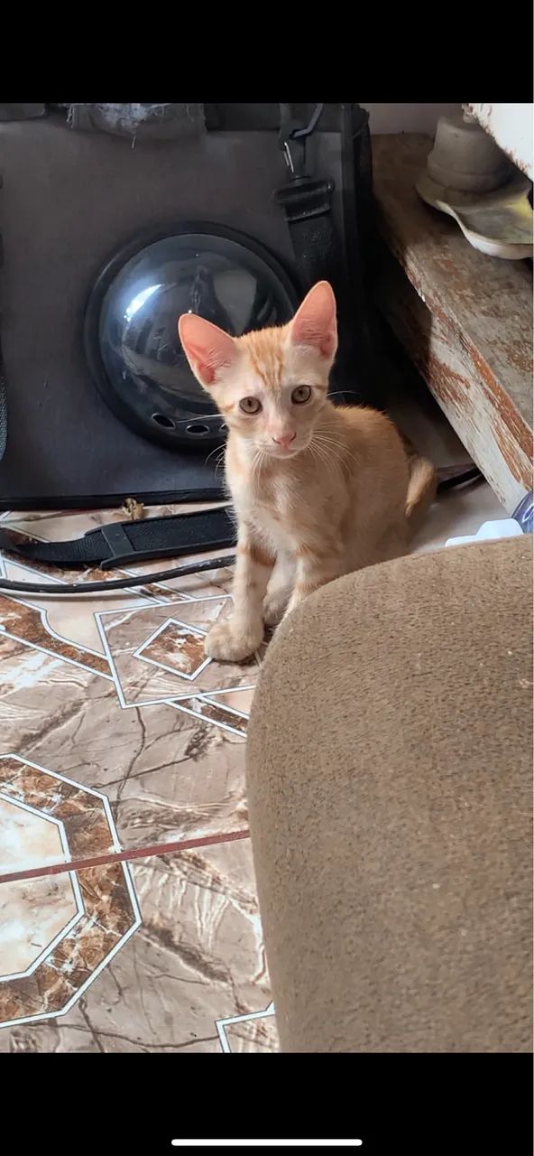 Adoção  - Foto 4