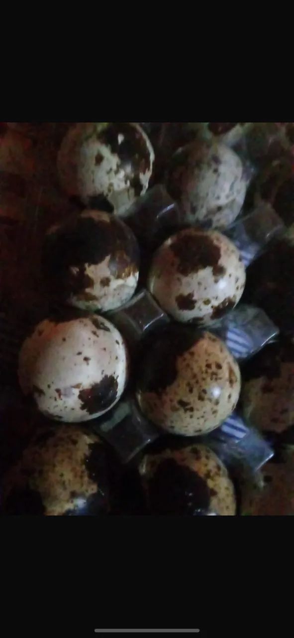 Ovos de codorna