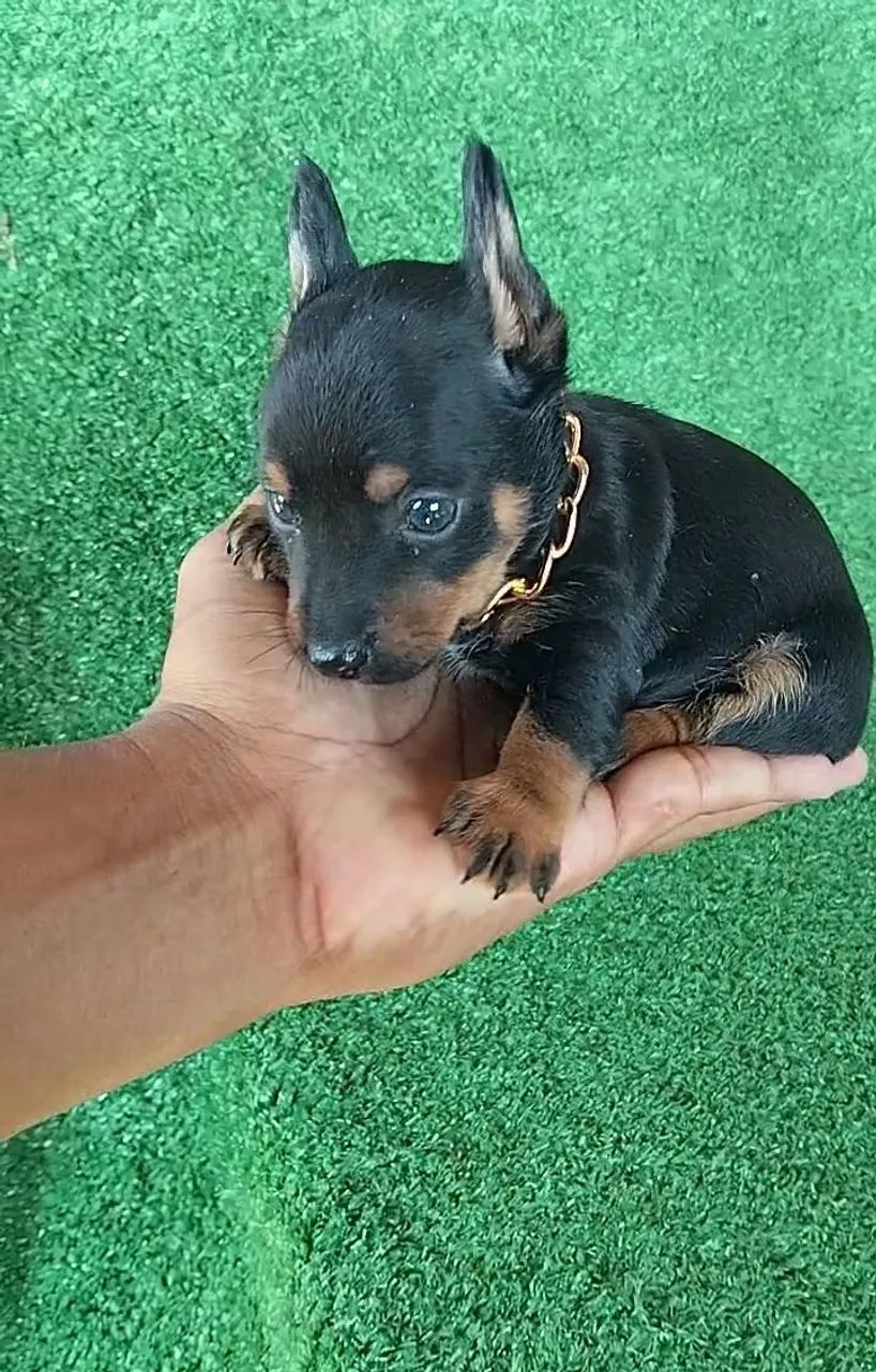 Pinscher vacinação importada macho