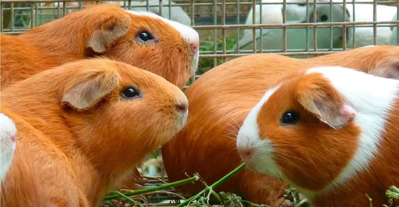 Animais  - Foto 3