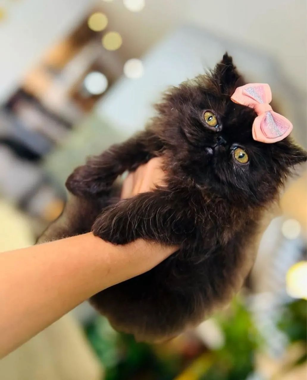 Gato persa 