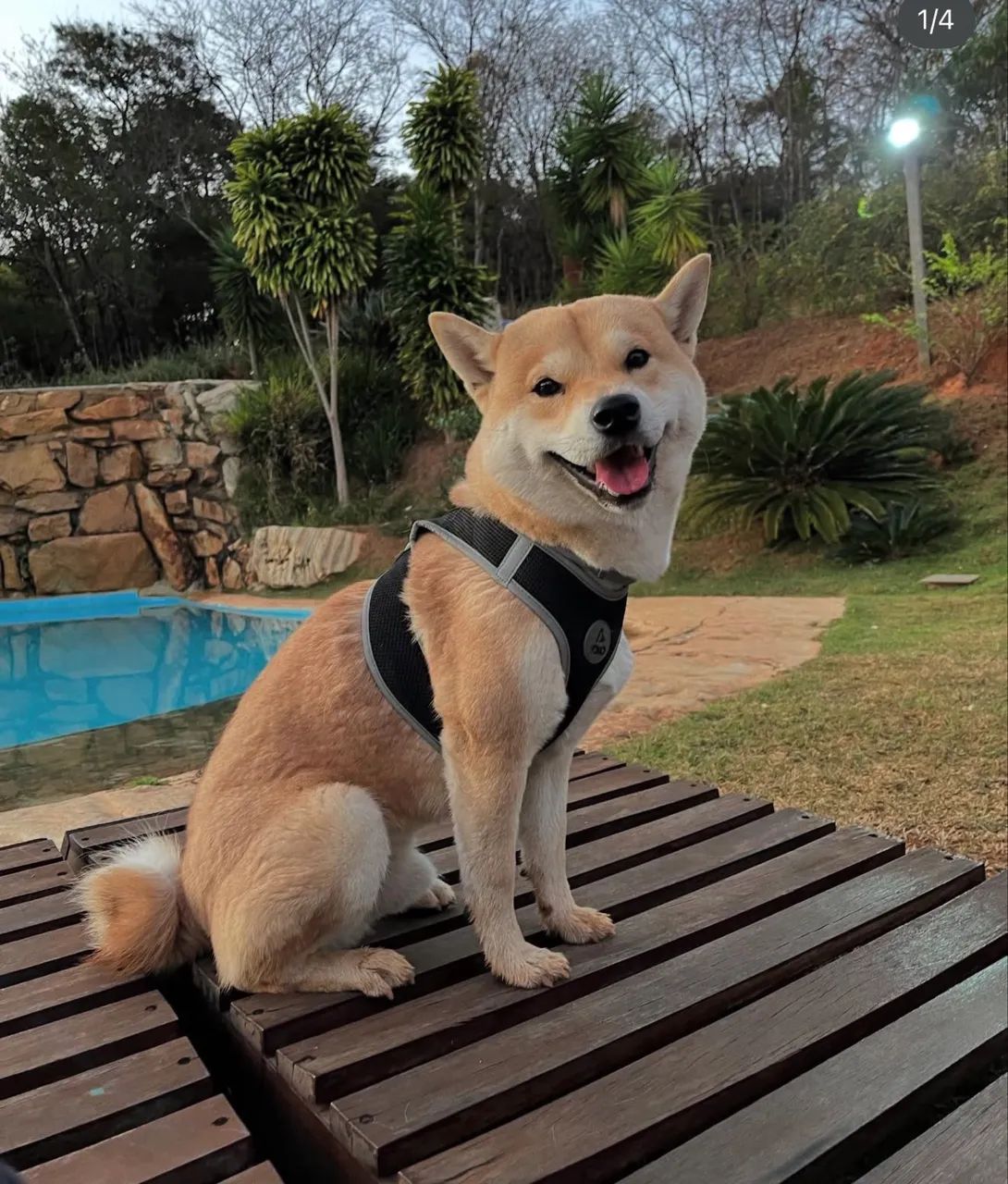 Procura-se Shiba para ter filhotinhos com muito amor  - Foto 2