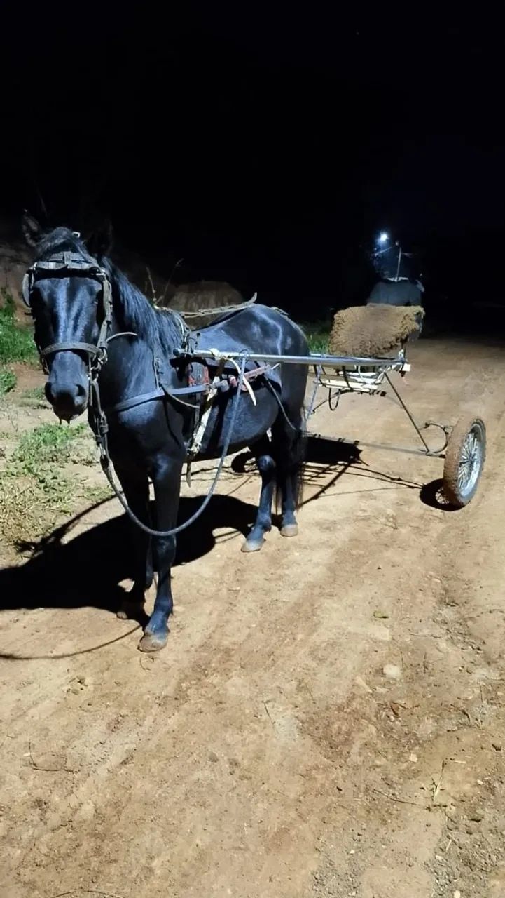 Cavalos