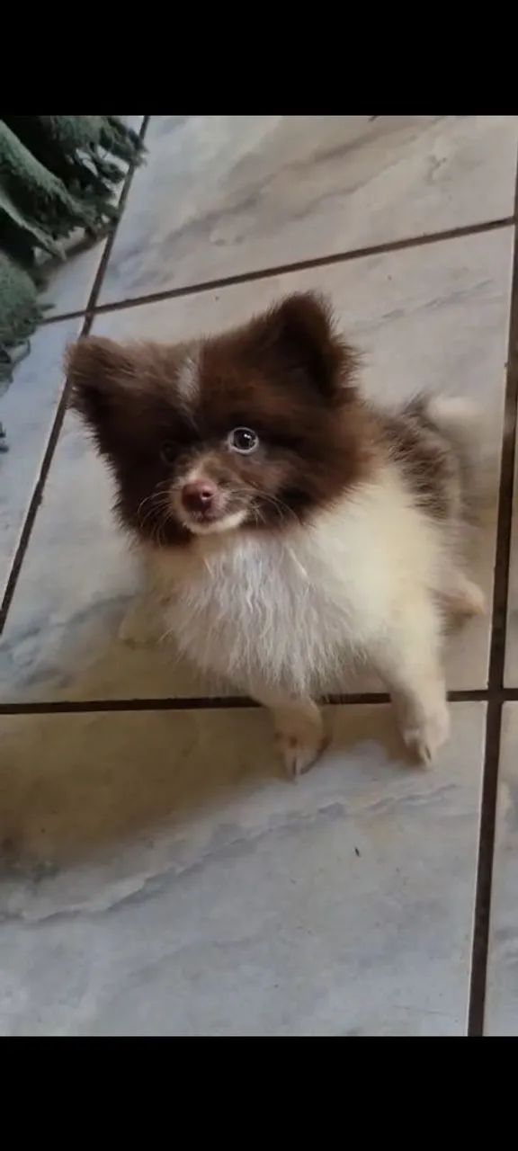 Spitz alemão macho  - Foto 3