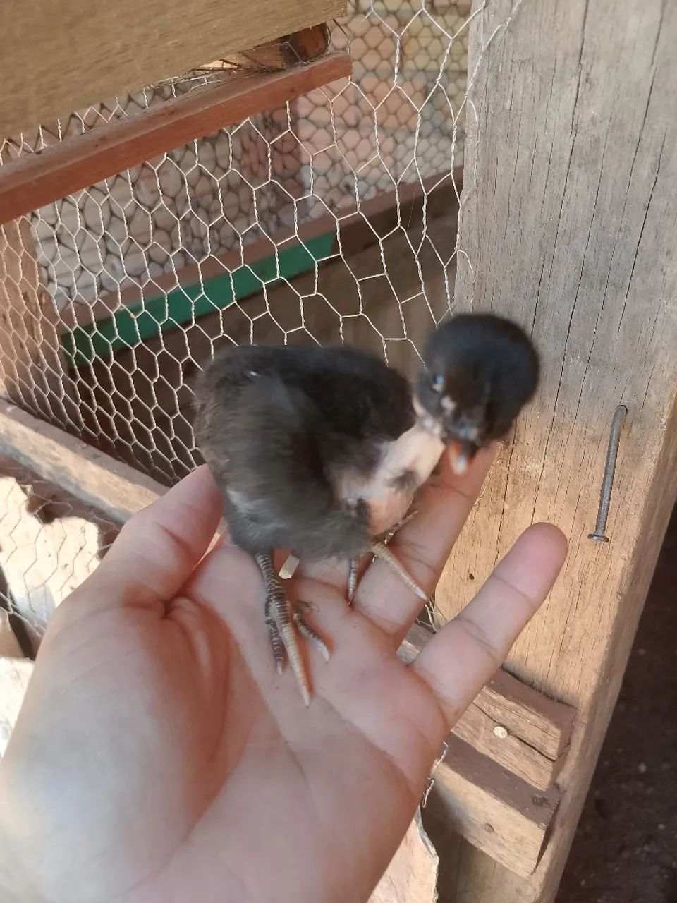 Pintinhos 