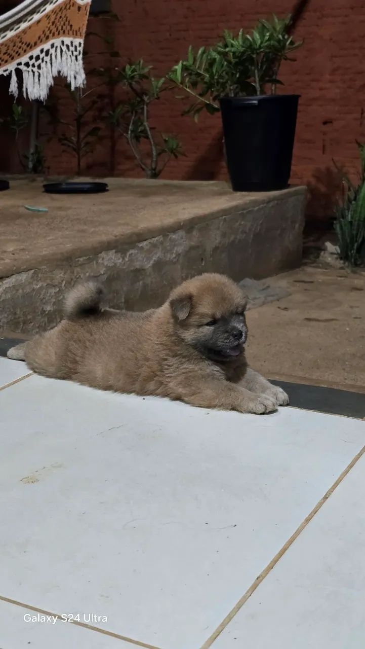 Chow chow  - Foto 3