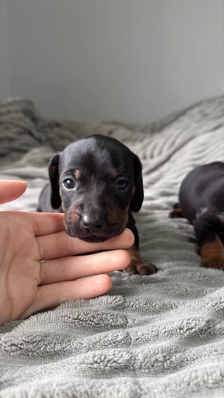 Dashchund - Foto 5