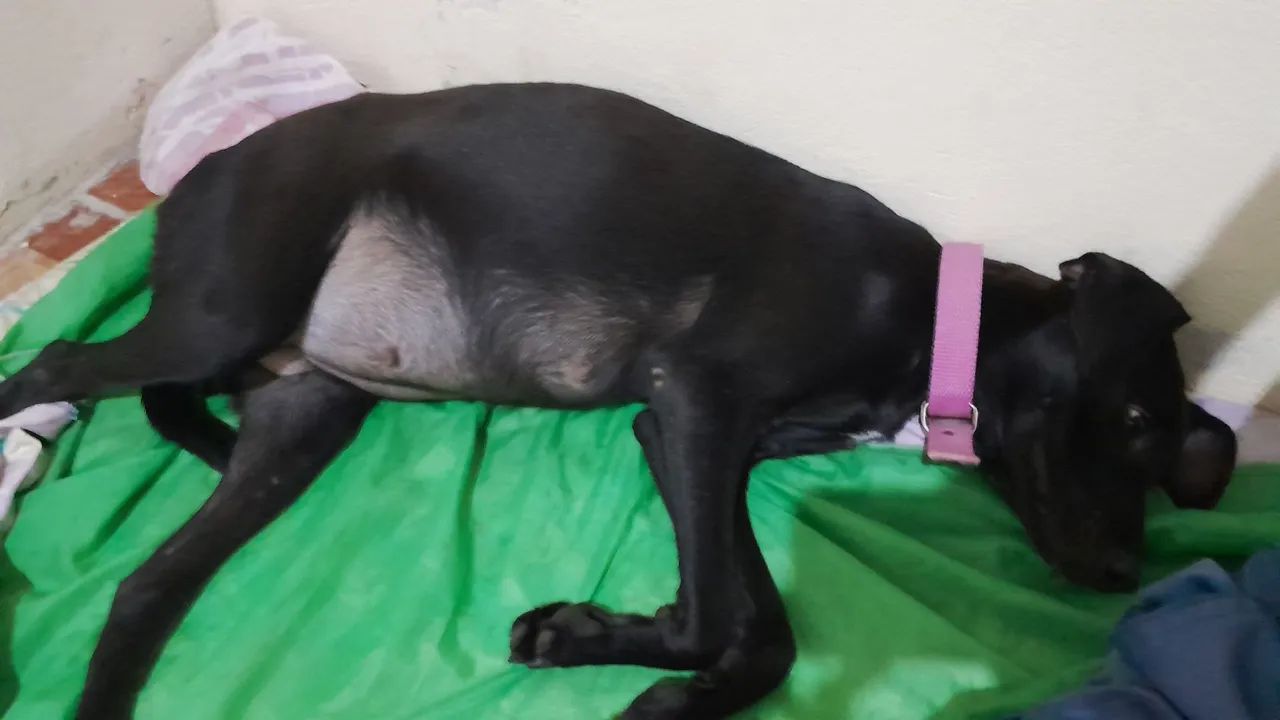 Cadela castrada - Foto 2