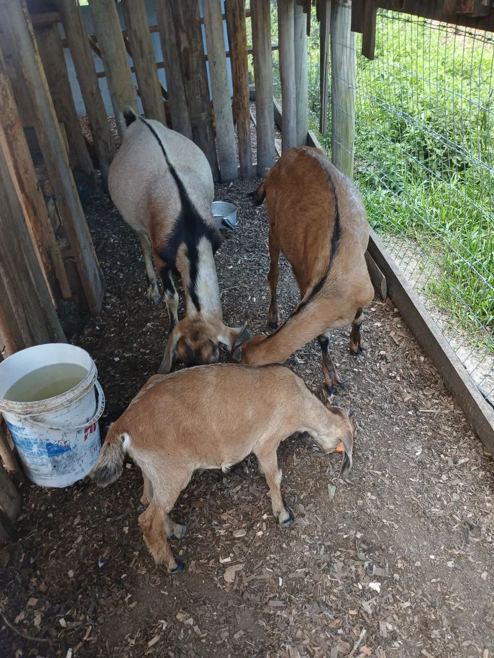 Casal de cabras  - Foto 3