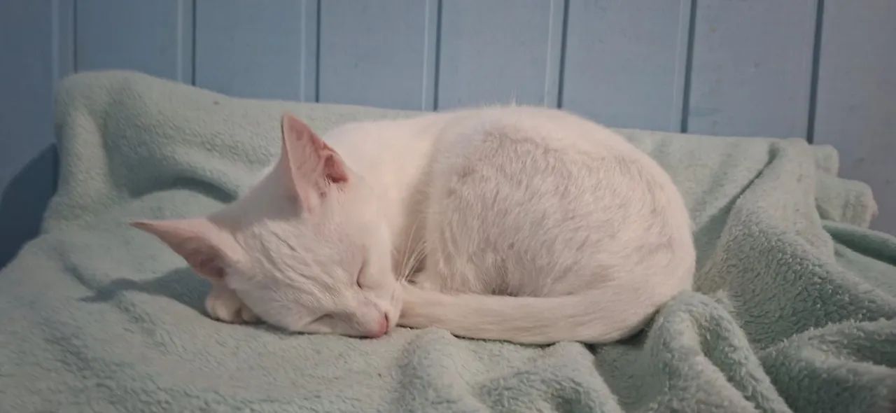 Doação de gatos. - Foto 4